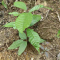 Cacaotier