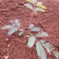 Calliandra