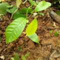 Cacao
