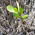 Weiße Mangrove
