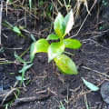 Glety