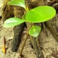 Weiße Mangrove