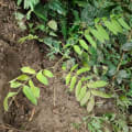 Cedro