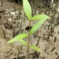 Mangrovia Nera