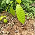 Cacaotier