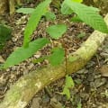 Cacao