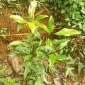 Clove