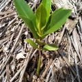 Red Mangrove