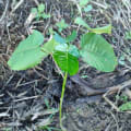 Albero Dinamite