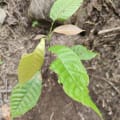 Cacao