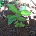 Guava