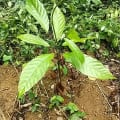 Cacaotier