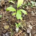 Cacao