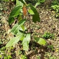 Cacao