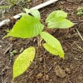 Cacao