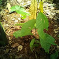 Cacao