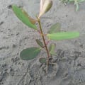 White Mangrove
