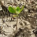 White Mangrove
