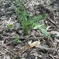 Grevillea