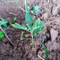 Grevillea