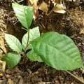 Cacao
