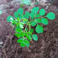 Moringa