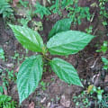 Roxburgh fig