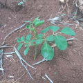 Moringa