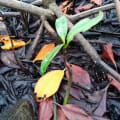 Mangrovia Rossa
