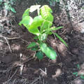 Cacao