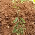 Calliandra