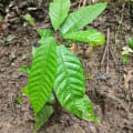Cacao