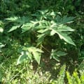 Papaya
