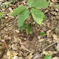 Cacao