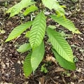 Cacao