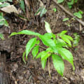 Caoba