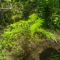 Grevillea