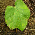 Sapote d'Amérique du Sud