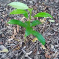 Chicozapote