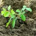 Moringa