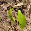 Cacao