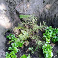 Grevillea