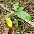 Cacao