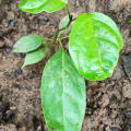 Roble