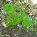 Moringa