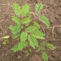 Leucaena
