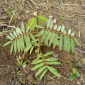Tephrosia