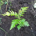 WuF-Baum
