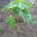 Papaya