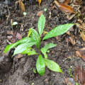 Cacao